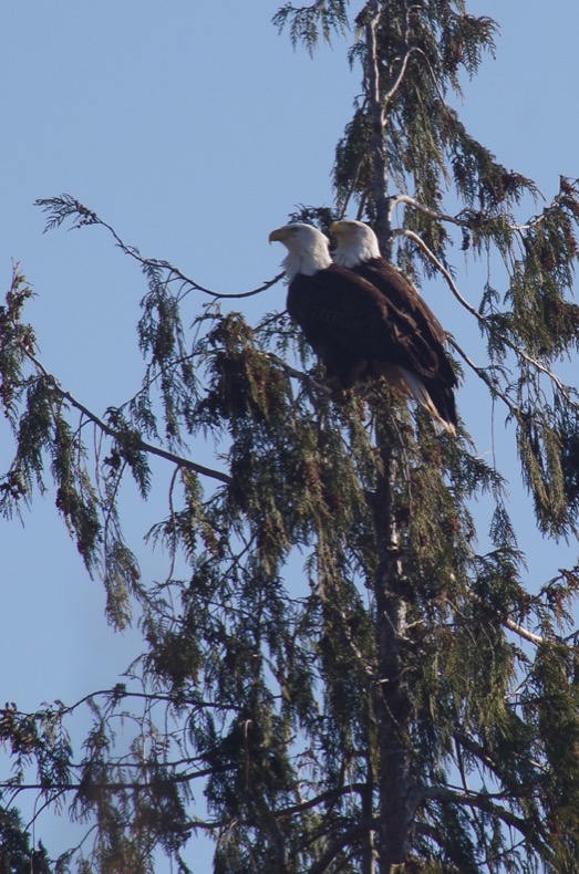 eagles in tree